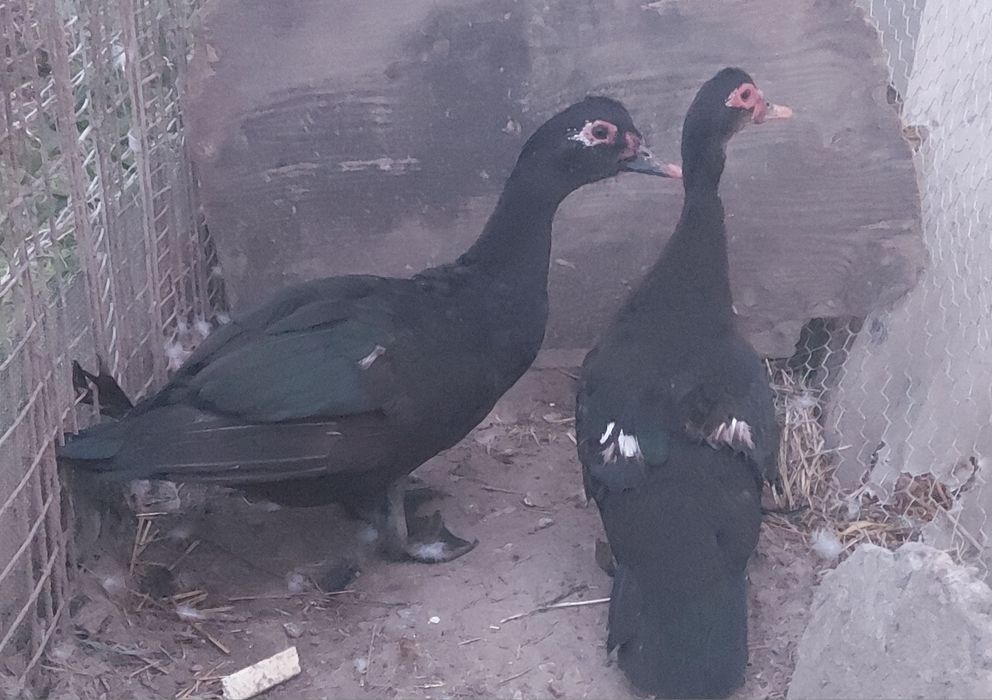 Rațe mute disponibile