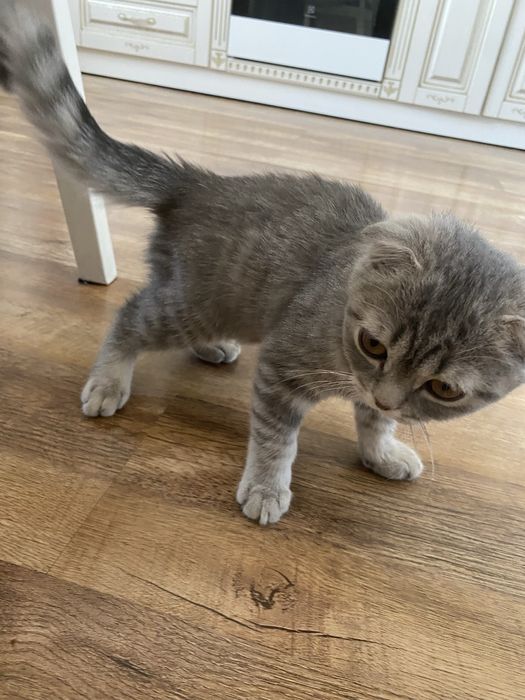 Продаю котенка срочно