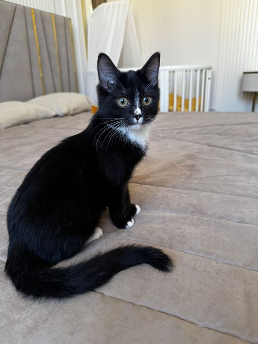 Отдам в добрые руки котёнка