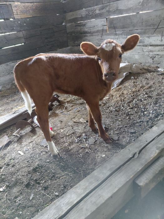 Продам телёнок толку