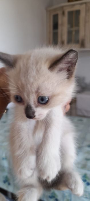 Отдам котят 1,5  месяца