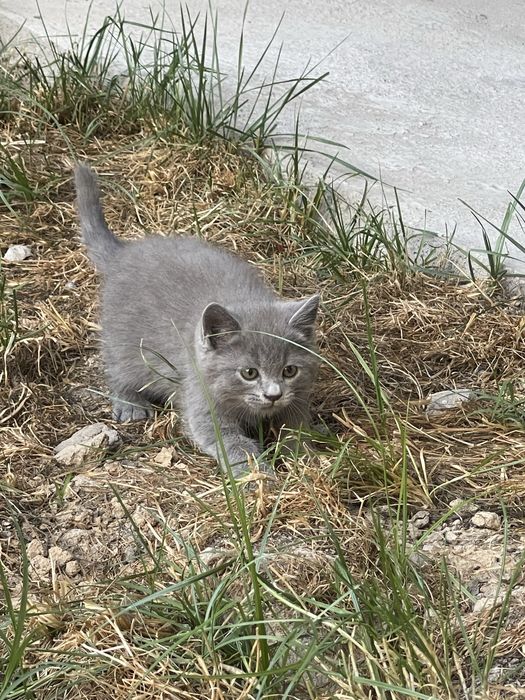 Продается британский котят
