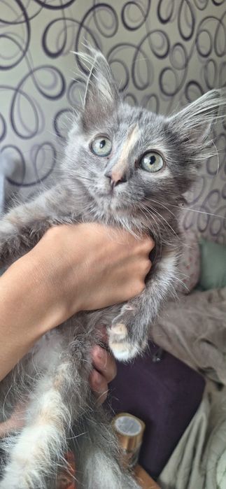 Отдам котенка в добрые руки