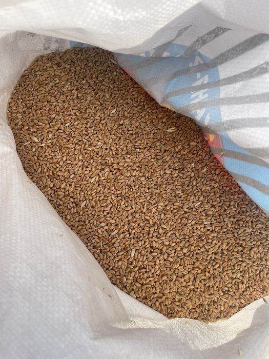 Қатты оргазм (орысша бейне)