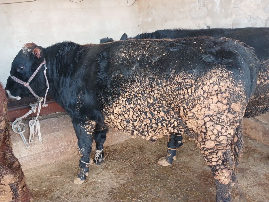 СемізБұхалар.сатылады