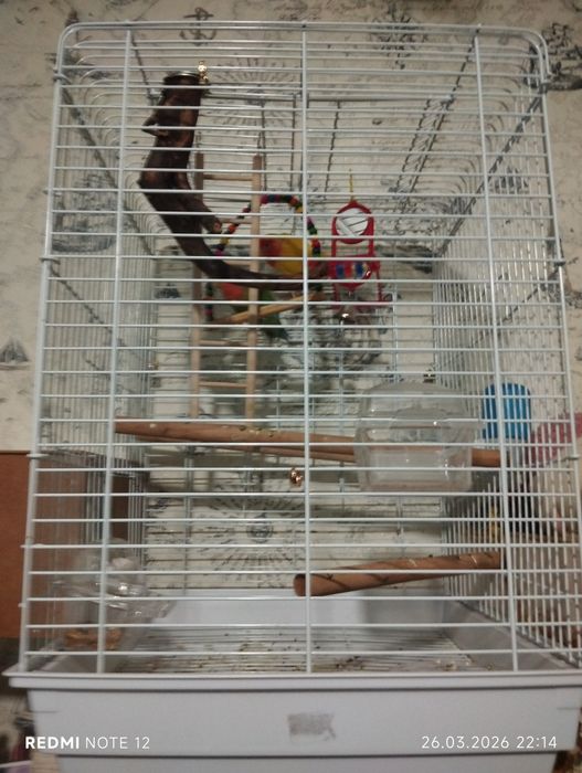 попугаи неразлучники продам