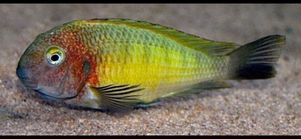 Африкански Цихлиди Танганика