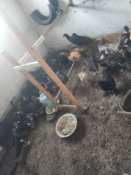 Индоутка. Индо ордаклари