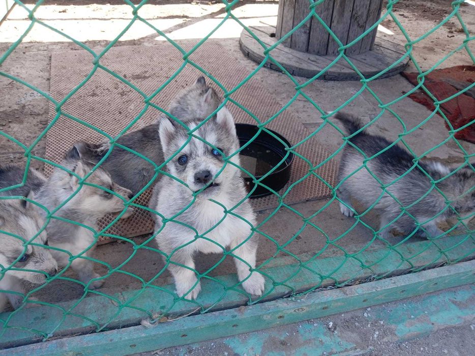 Щенки Хаски продам