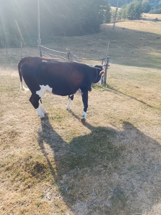 Junica de anul trecut împreună cu vaca se vând amândouă odată
