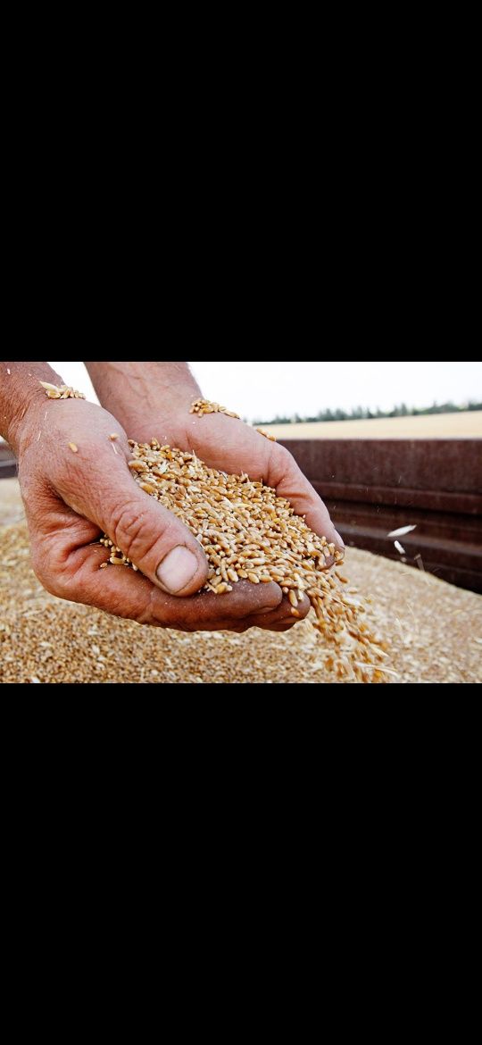 Абхазец продает пшеницу. Объявление о продаже зерна.