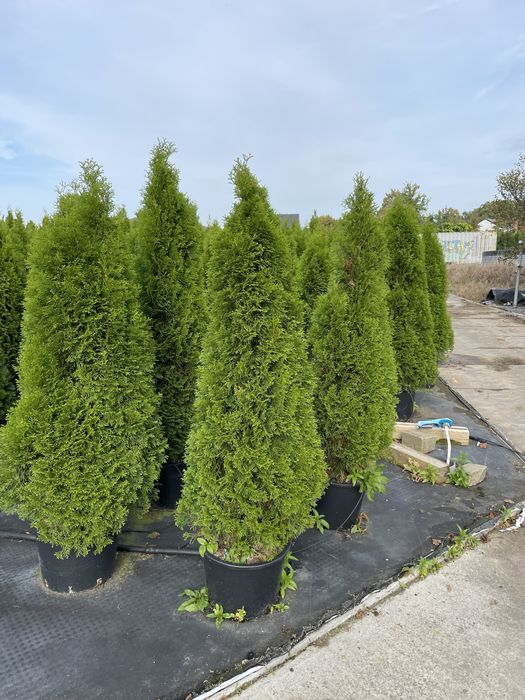 Продаю смарагда туя разные ростовке