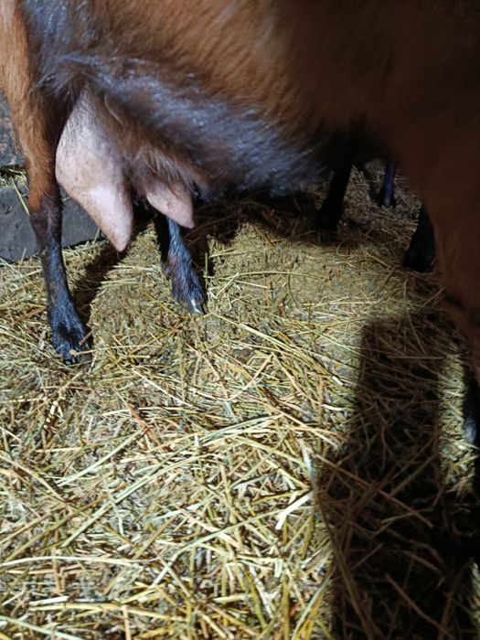 Vand ieduti alpini francezi