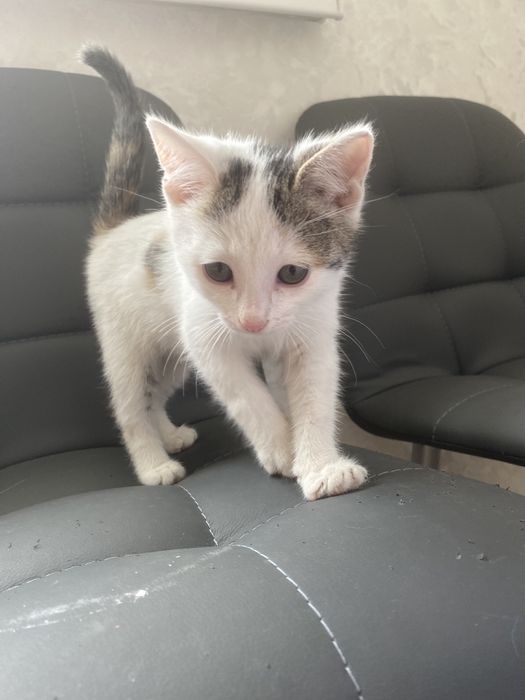 Отдам в добрые руки