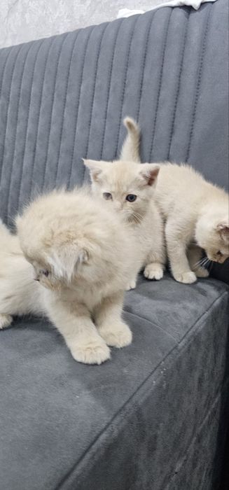 Muwuk bolalari, toza zotli