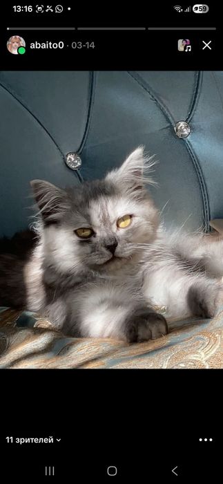 Кошка  8 месяцев