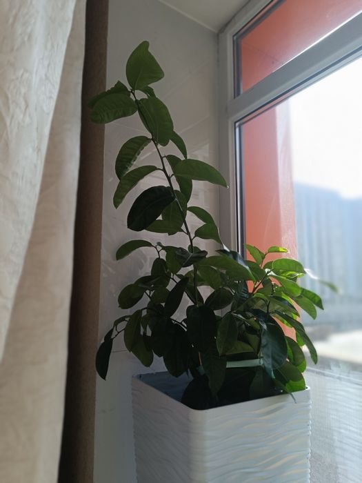 Продажа дерева лимона