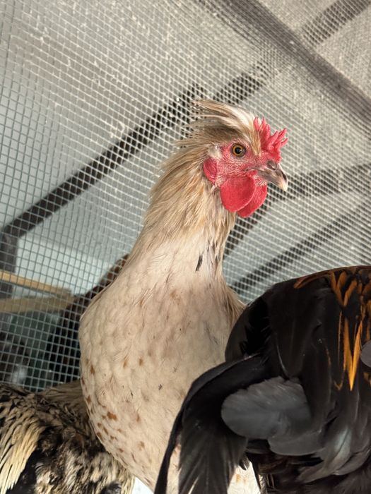 Cocoși de rasă – Moțați, Wyandotte, Ameraucana, Păduană, Australorp