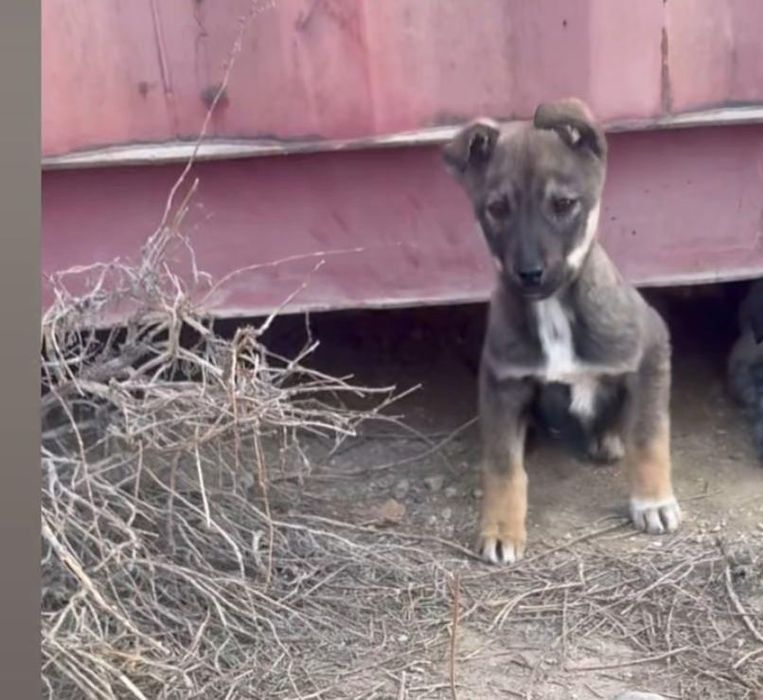 Щенки в Актау в добрые руки