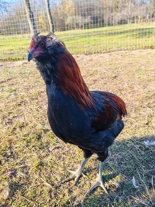 Vând cocoși Araucana