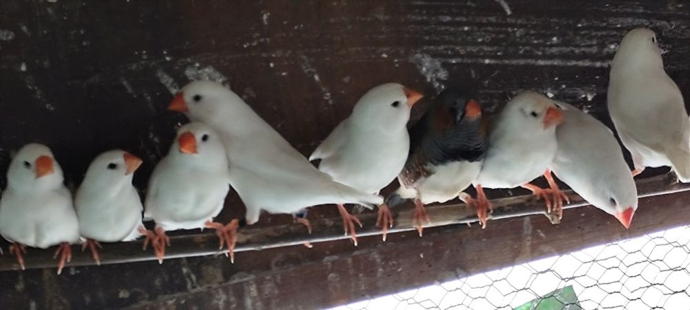 Зеброви амадини Джъмбо изложбени зеброви амадини