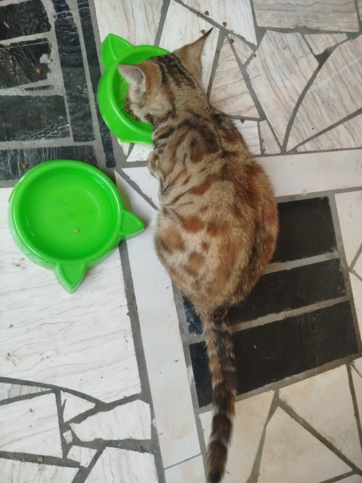 Бенгалская чисто кровний кошка