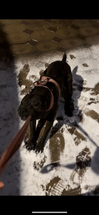 Американский Пит-бультерьер