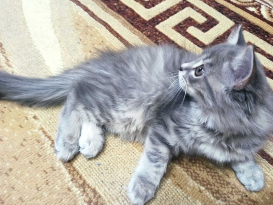 Отдам котенка в добрые руки