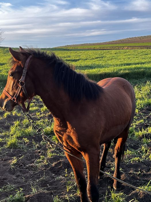 Vand manz sau schimb cu juninca gestanta