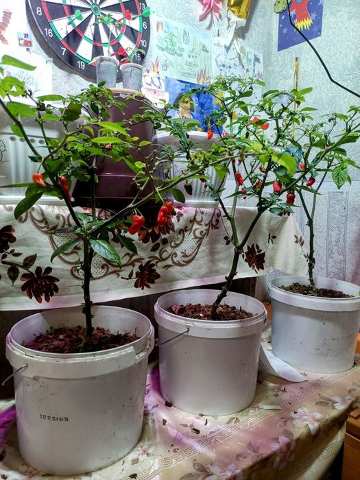 Суперострый перец Bhut Jolokia в горшке