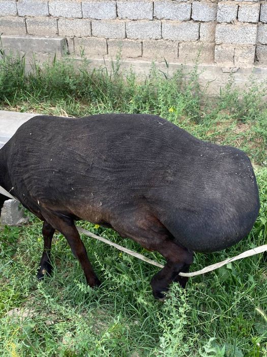Qoy qochqor sotilad 100+ kg