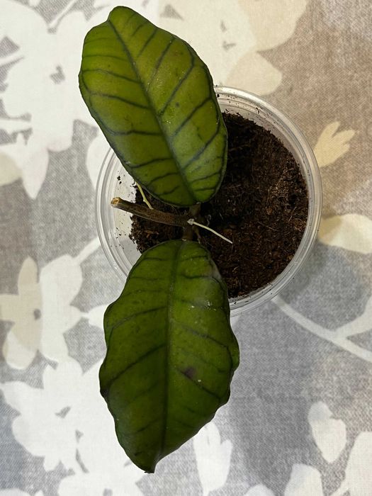 Хойи разные сорта