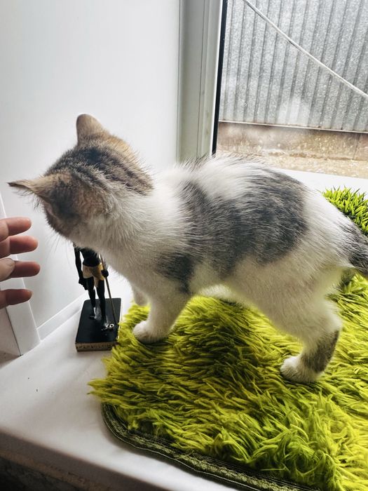Скоттиш страйт девочки 5000