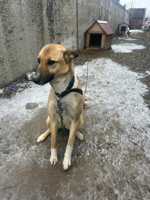 Отдам в добрые руки