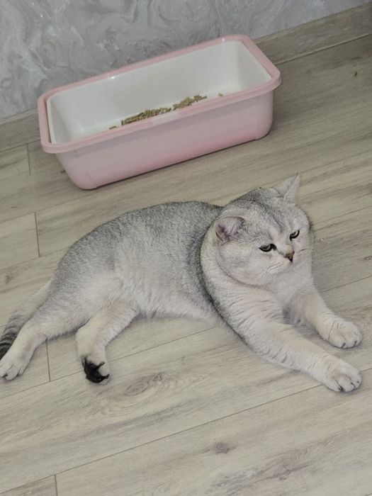 Shinshilla okraska li Mushuk