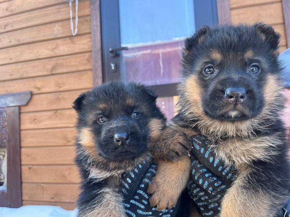 Щенки намецкой овчарки