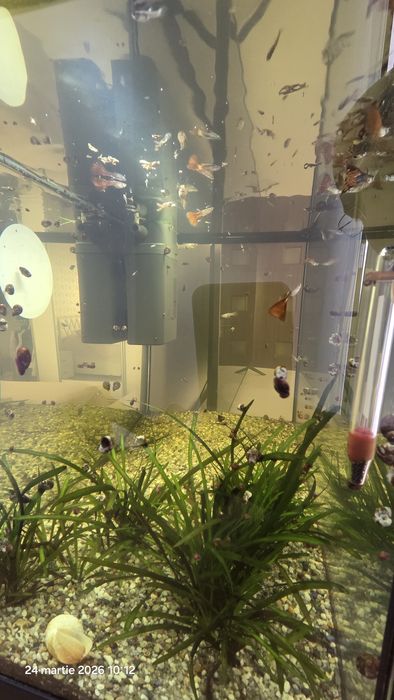 Vând acvariu JUWEL 70 Litri.