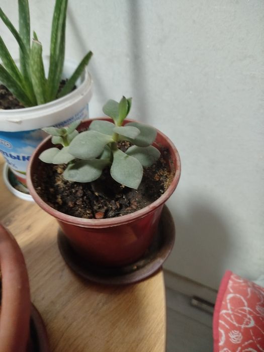 Комнатное растение толстянка (денежноедерево)