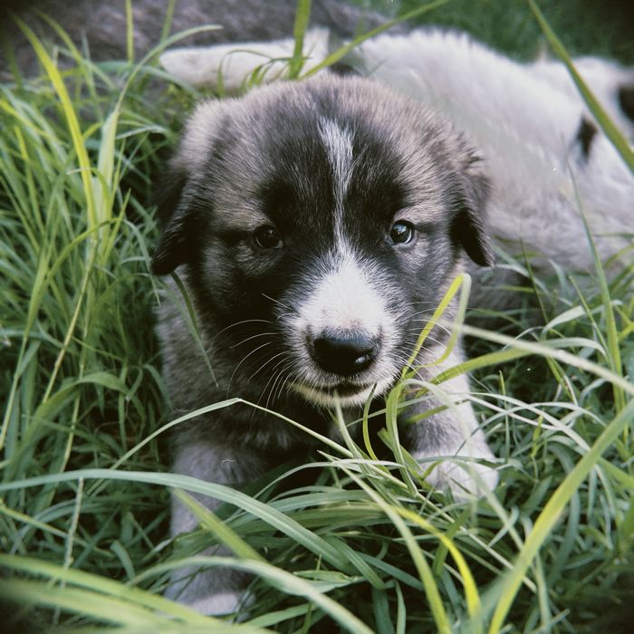 Мамасы үлкен