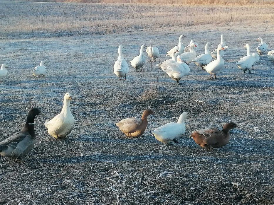 Bibilici (pichiri), gâște, rațe de vânzare.