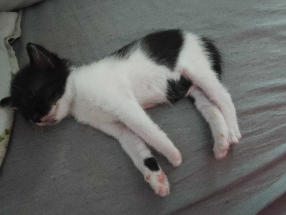 Adopție pisoi București
