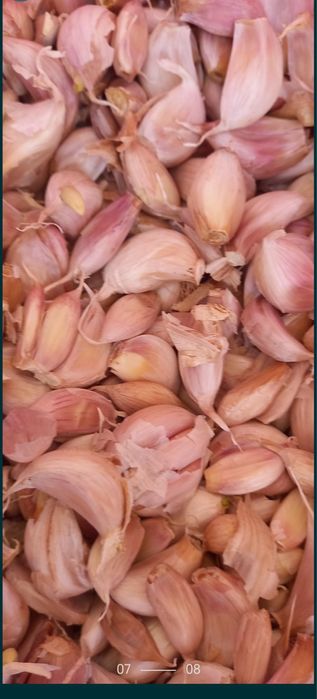 Vand usturoi de sămânță