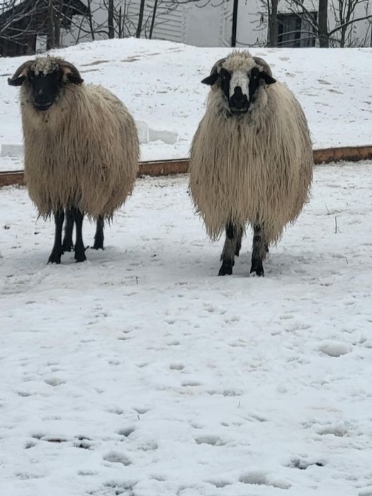 Oi de vanzare din suceava