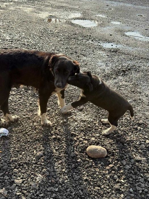 Щенки 2 месяца здоровые , активные