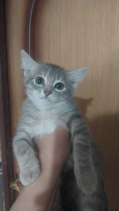 Очаровательные котята , красивый окрас в добрые руки