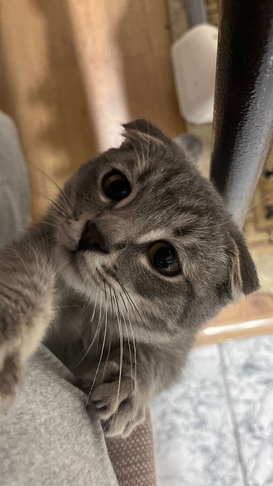 Кошка Грей 7 мес.