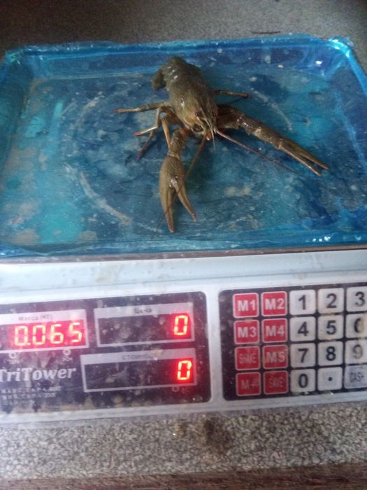Раки. С доставкой по городу