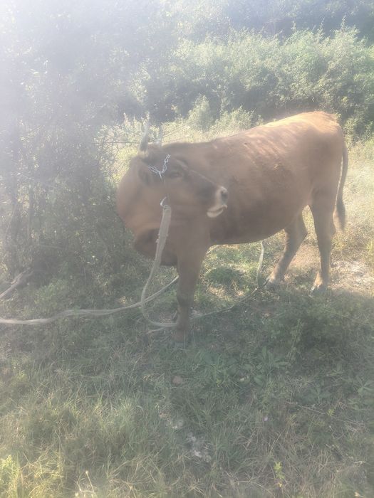 Vaci, caută o casa nouă