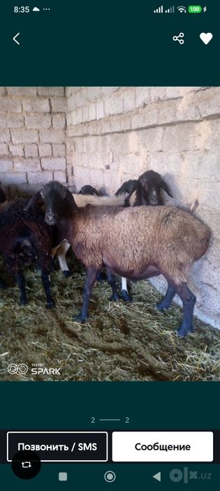 Бугоз солу ку́й куй она бола куйлар сотилади