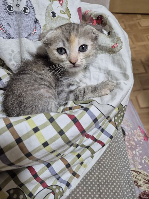 Отдам котят в добрые руки